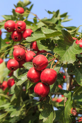 Obraz premium Owoce głogu świeże i słodkie