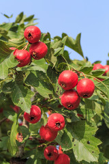 Hawthorn fruit fresh and sweet
