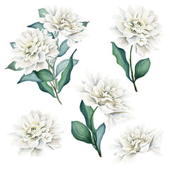 Watercolor Flowers and Bouquets Set. Dahlia. White dahlia. Floral illustration. Leaves and buds. Botanic composition. Dahlia Bouquets - 267593846
