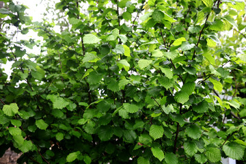 Fototapeta na wymiar Garden of Hazelnut tree in backyard. Green grass. 
