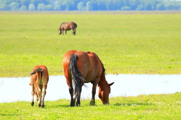 Naklejka premium Mare and foal on meadow in pasture