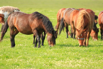 Naklejka na ściany i meble Horses on green meadow in pasture