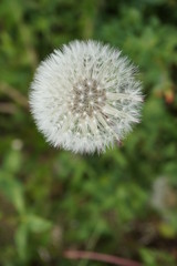 dandelion on green background