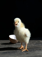 chickling chicken on black background
