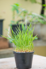 Wheat grass in black flower pot