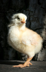 . little chicken on a wooden background