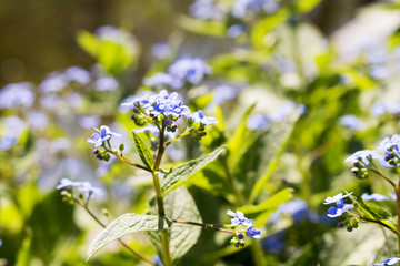 Blue forget-me-not flowers on the background of greenery