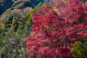 竜神峡の紅葉