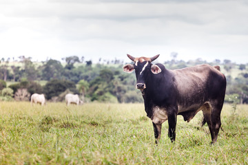 Cattle in farm of Brazil. Cattle breeding (cattle breeding) is part of the country's economy