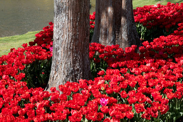 太い木の幹と赤いチューリップのある公園