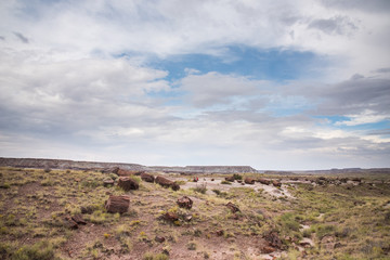 化石の森にころがる岩の丸太たち