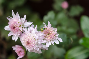 insect eating flower