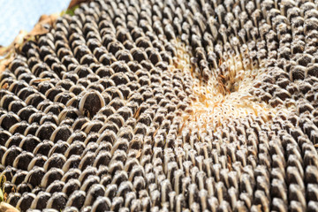 Delicious sunflower fruit