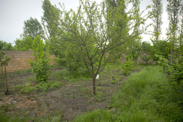 Hazelnut area and fruit trees in the garden