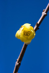 新年を告げる花　蝋梅