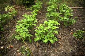 Young green potato plants on ground background
