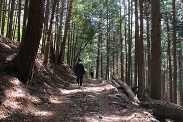 木立ちの中を歩く男女の後ろ姿
