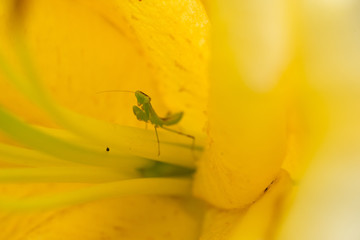 ユリの花の中のカマキリ