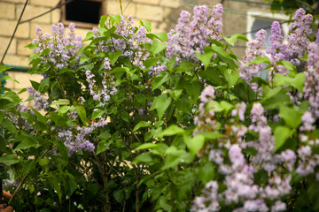Lilac blooms. A beautiful bunch of lilac closeup. Lilac Flowering