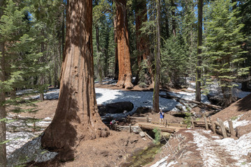 wooden bridge in the forest