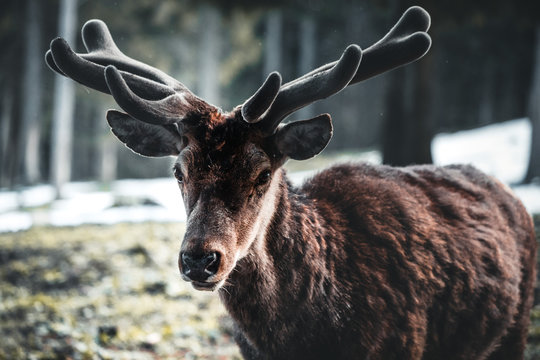 Alpha Male - a young deer stares intently with his antlers proudly on display