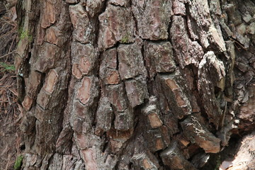 木の表面