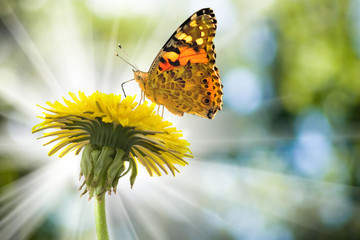 image of a flower and a butterfly in the summer garden