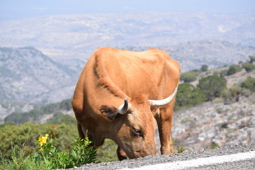 Vaca comiendo en la Sierra