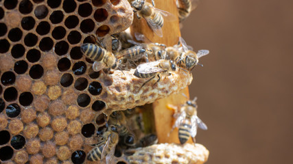 Queen's Nest in a beehive. Mother liquor