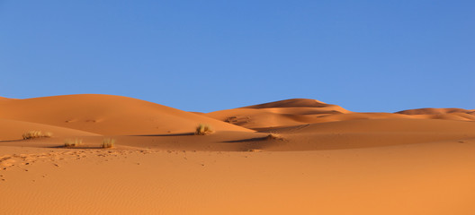 sahara