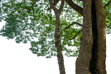 The green sacred tree is completely separated from the white background. Scientific name Tamarindus indica L.