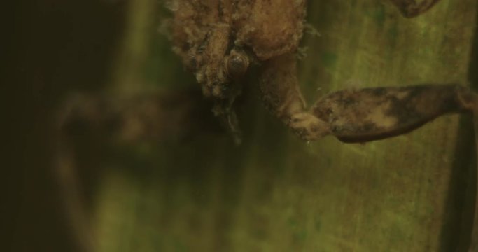super close up head and eyes water scorpion under water