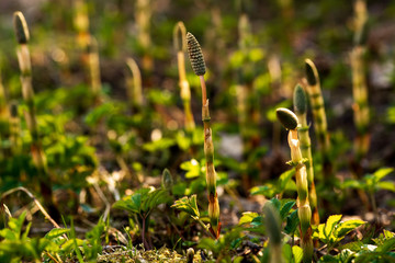 medicinal plant horsetail on the background of glade