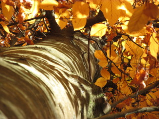 Golden autumn color