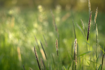 Green grass. Ears of wild raw greens shot macro with blurred background. The concept of youth, peace and confidence