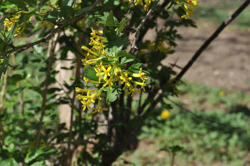 Yellow flowers of black currant