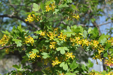 Obraz na płótnie Canvas Yellow flowers of black currant