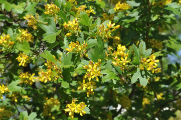 Yellow flowers of black currant