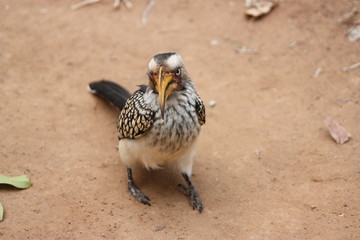 African Hornbill