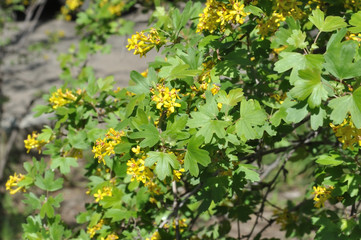 Yellow flowers of black currant
