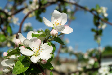 Blossom to apple trees in garden by springtime