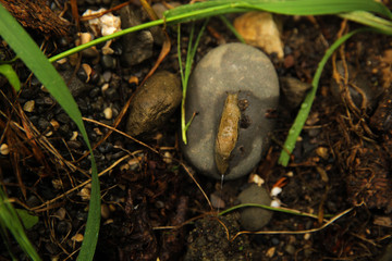 Snail on the  stones in the garden. 