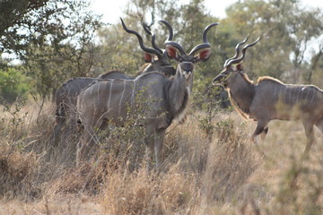 Naklejka na ściany i meble Herd of Kudu