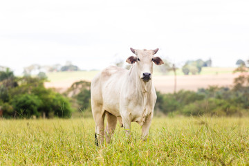 Nelore cattle in fattening production for slaughter. Livestock of Brazil