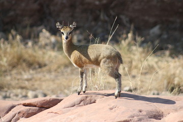 Klipspringer