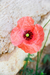 red pink and orange flowers poppy on a background of green leaves