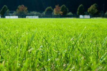 Green fresh grass of a soccer field