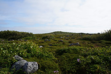 Fototapeta na wymiar Northern landscape with rock