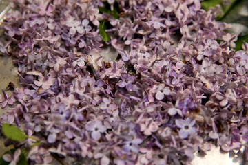Soft pink, purple lilac flowers, close up detail,  soft blurry background