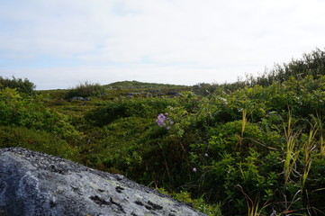 landscape with rock and flowers